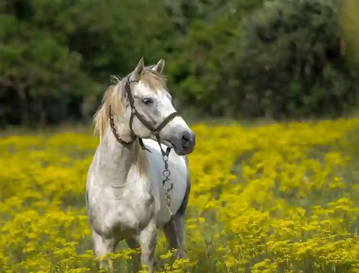 마 효능과 효과, 정력제 부작용 총정리!