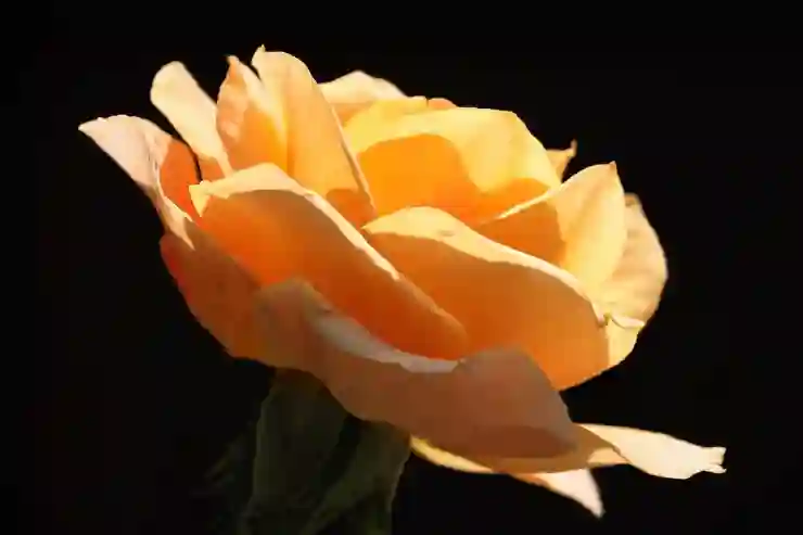 송탄중앙병원 예약과 진료시간 완벽 가이드