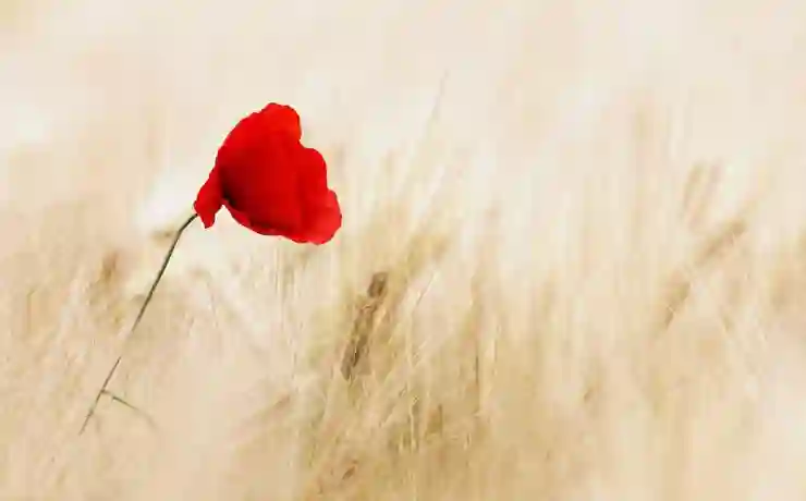일본에서 우버 프로모션 코드 사용의 장단점 알아보기