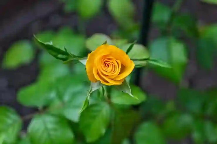 탈모 자가 체크와 효과적인 치료법 알아보기