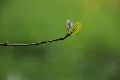 계피차 효능: 혈당 조절 효과와 간 손상 주의해야 할 부작용