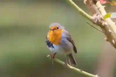 그릭요거트 vs 일반 요거트: 효능 차이와 건강 혜택은?