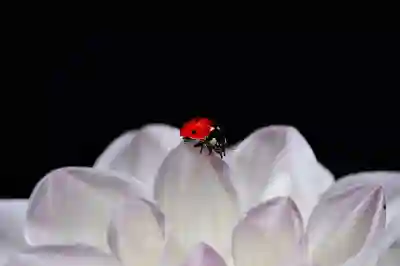 당근즙의 효능: 눈 건강과 혈액순환 극대화하는 먹는 법은?