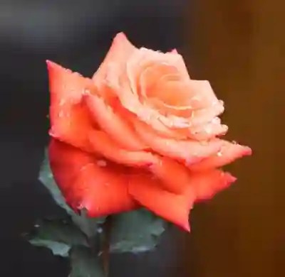 진해라온치과병원 임플란트와 크라운 비용 알아보자
