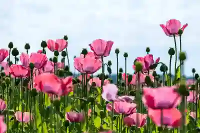 서울동작따뜻한치과병원에서 임플란트 비용과 보험 활용법 알아보기