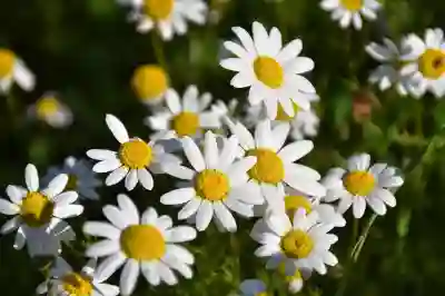 성주가야이요양병원 예약 홈페이지와 앱 완벽 활용법 알아보기