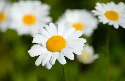 태안경희치과병원 예약 및 진료시간 완벽 가이드와 추천 치과의사 알아보기 태안경희치과병원 예약 및 진료시간 완벽 가이드와 추천 치과의사 알아보기